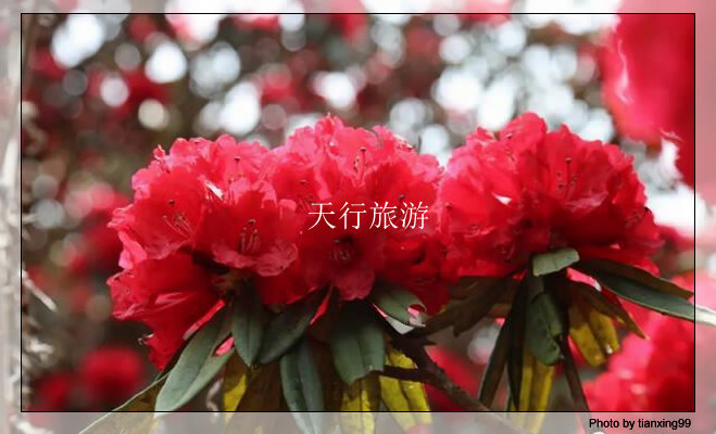 云南包車游攻略，內含多條詳細路線推薦其三