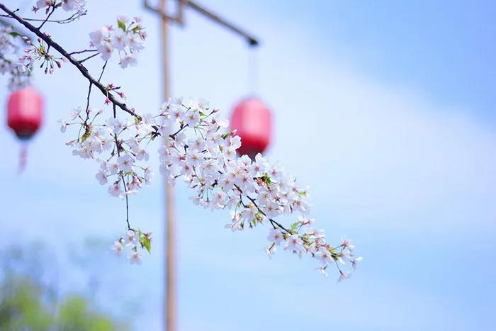 旅游景區如何良性循環應對市場變化？