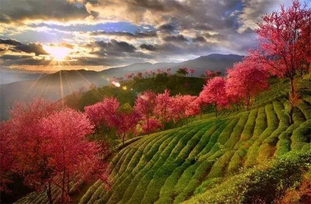云南旅拍地推薦：云南無量山櫻花谷，春天到達最早的地方