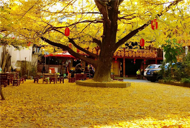 云南傳媒公司：騰沖銀杏村：許你一個金色的童話世界??！