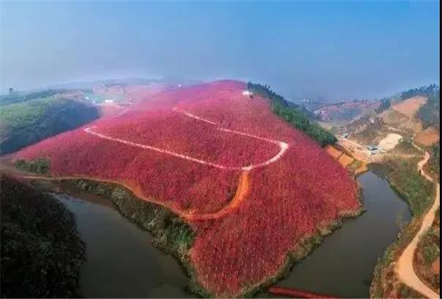 云南傳媒公司：美爆了！3800畝櫻花開了，宜良山后櫻花谷等你來！